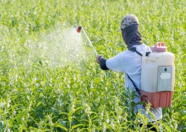 Student spraying green weeds with chemical sprayer 