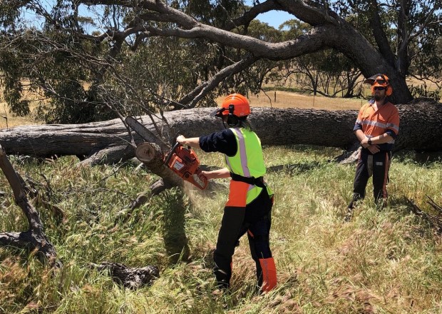 Student using a chainsaw to cut down fallen tree. 