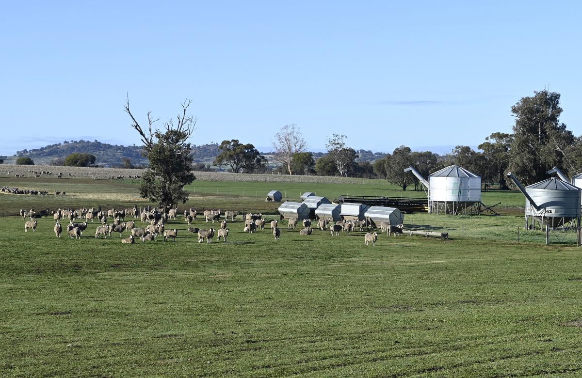 Sheep grazing in a green field. 